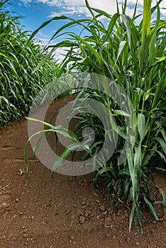 Sorghum Ãâ drummondii or sudan grass plantation